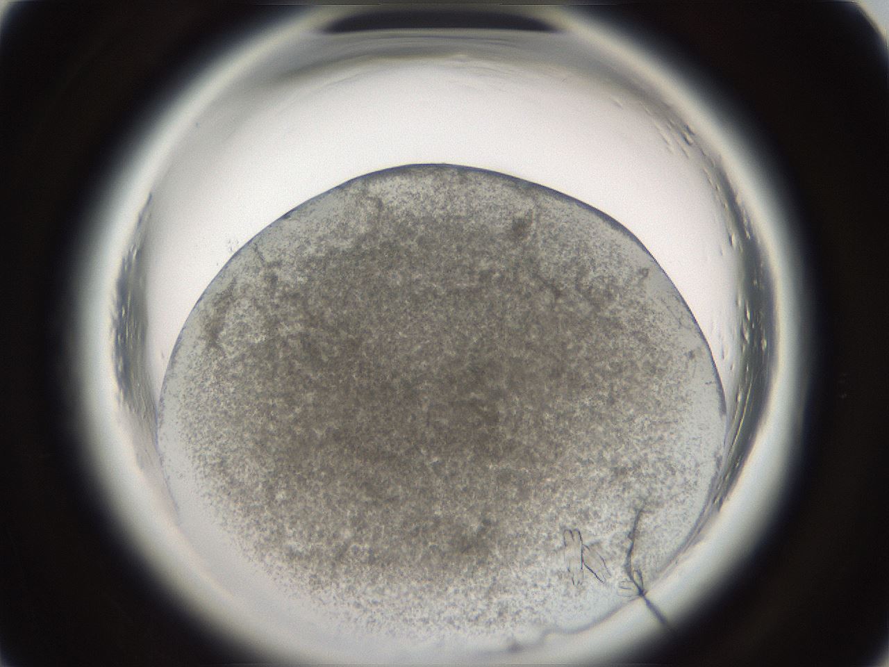 folderID696_plateID1696_batchID7006_wellNum60_profileID1_d1_r112677_ef.jpg