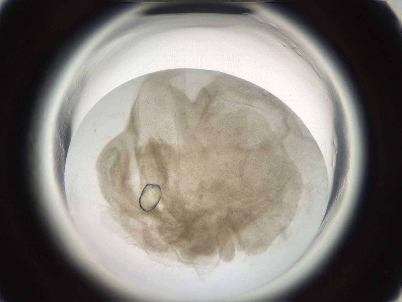 folderID696_plateID1696_batchID7008_wellNum31_profileID1_d1_r112619_ef.jpg