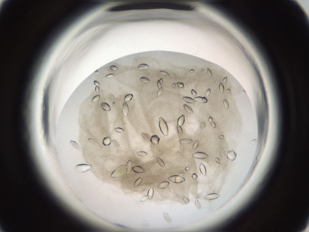 folderID696_plateID1696_batchID7027_wellNum18_profileID1_d1_r112593_ef.jpg