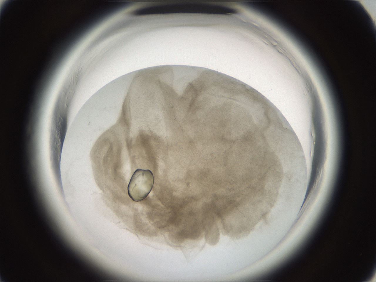folderID696_plateID1696_batchID7031_wellNum31_profileID1_d1_r112619_ef.jpg