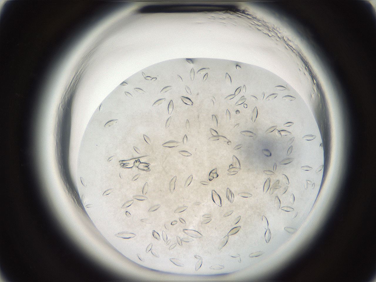 folderID699_plateID1699_batchID7030_wellNum10_profileID1_d2_r112983_ef.jpg