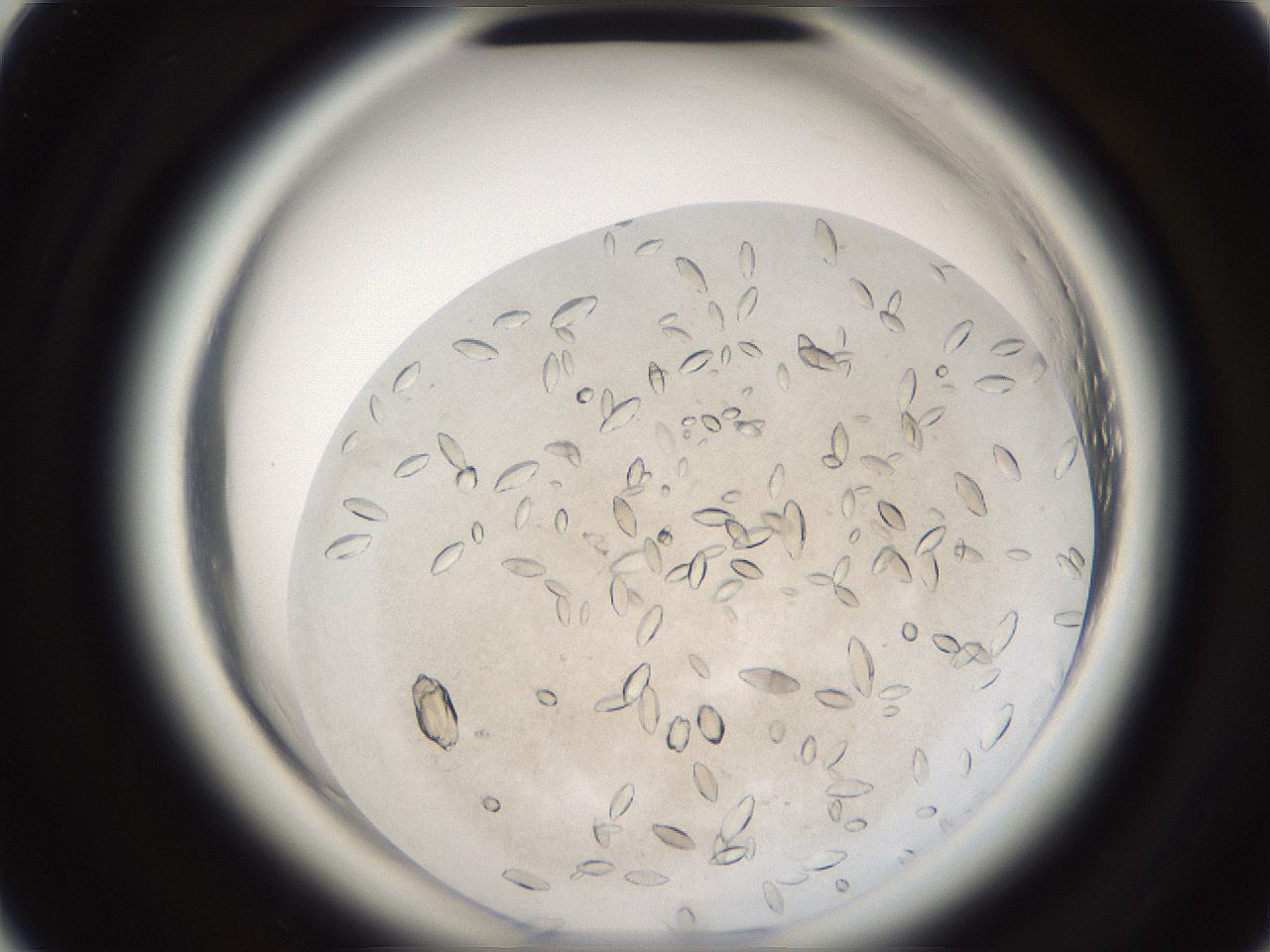 folderID699_plateID1699_batchID7030_wellNum24_profileID1_d2_r113025_ef.jpg