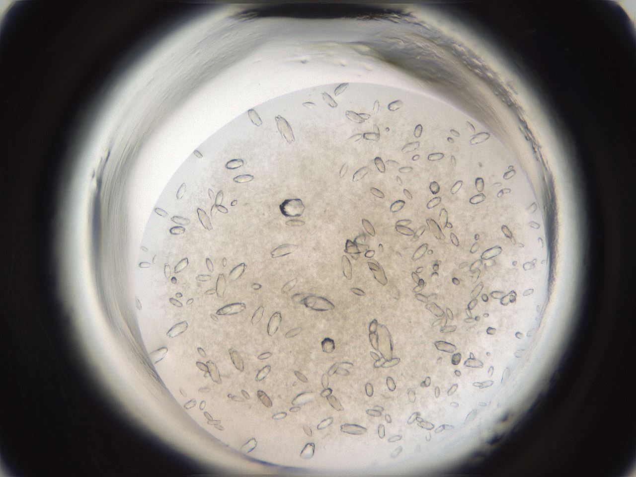 folderID699_plateID1699_batchID7041_wellNum9_profileID1_d1_r112979_ef.jpg