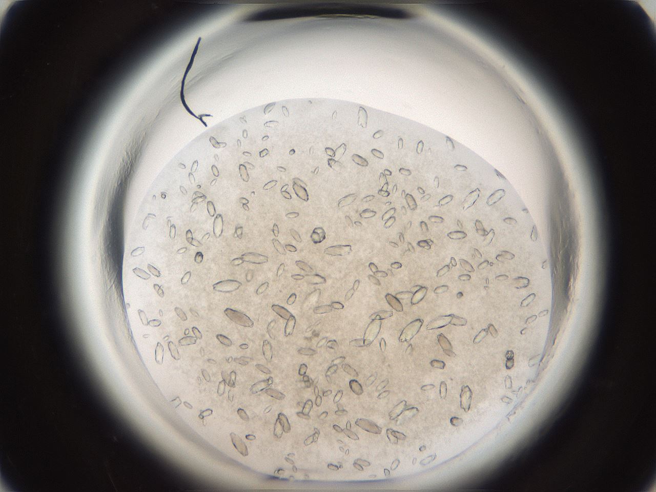 folderID699_plateID1699_batchID7050_wellNum11_profileID1_d1_r112985_ef.jpg