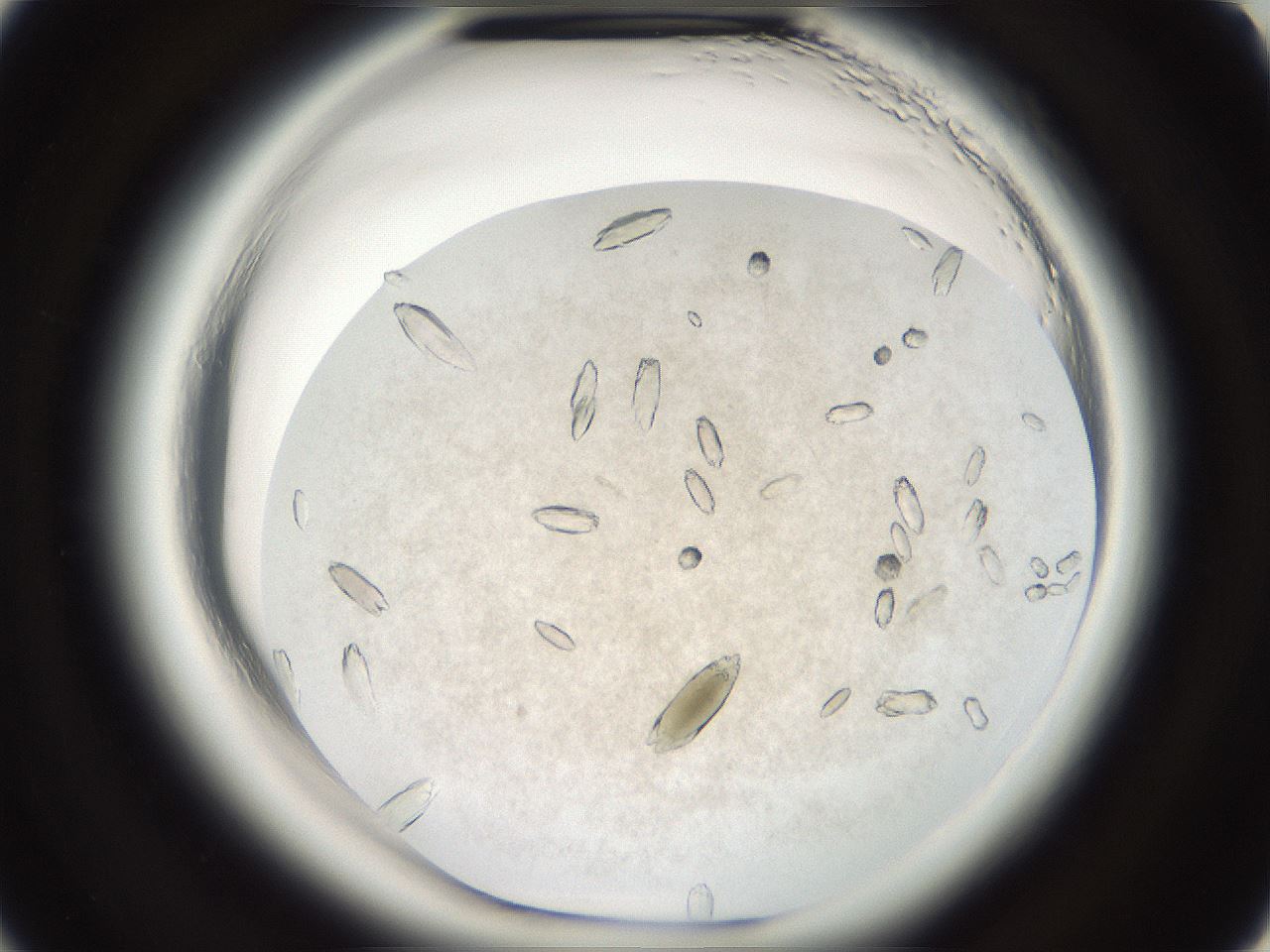 folderID700_plateID1700_batchID7043_wellNum10_profileID1_d2_r113127_ef.jpg