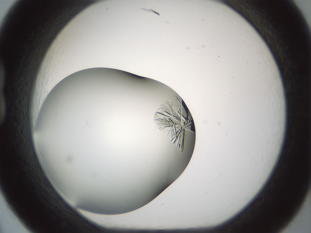 folderID705_plateID2705_batchID14422_wellNum20_profileID1_d1_r221342_ef.jpg