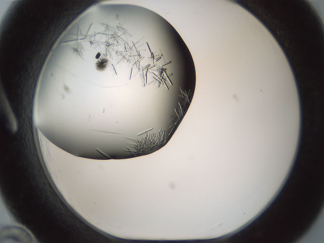 folderID705_plateID2705_batchID14683_wellNum12_profileID1_d1_r221334_ef.jpg