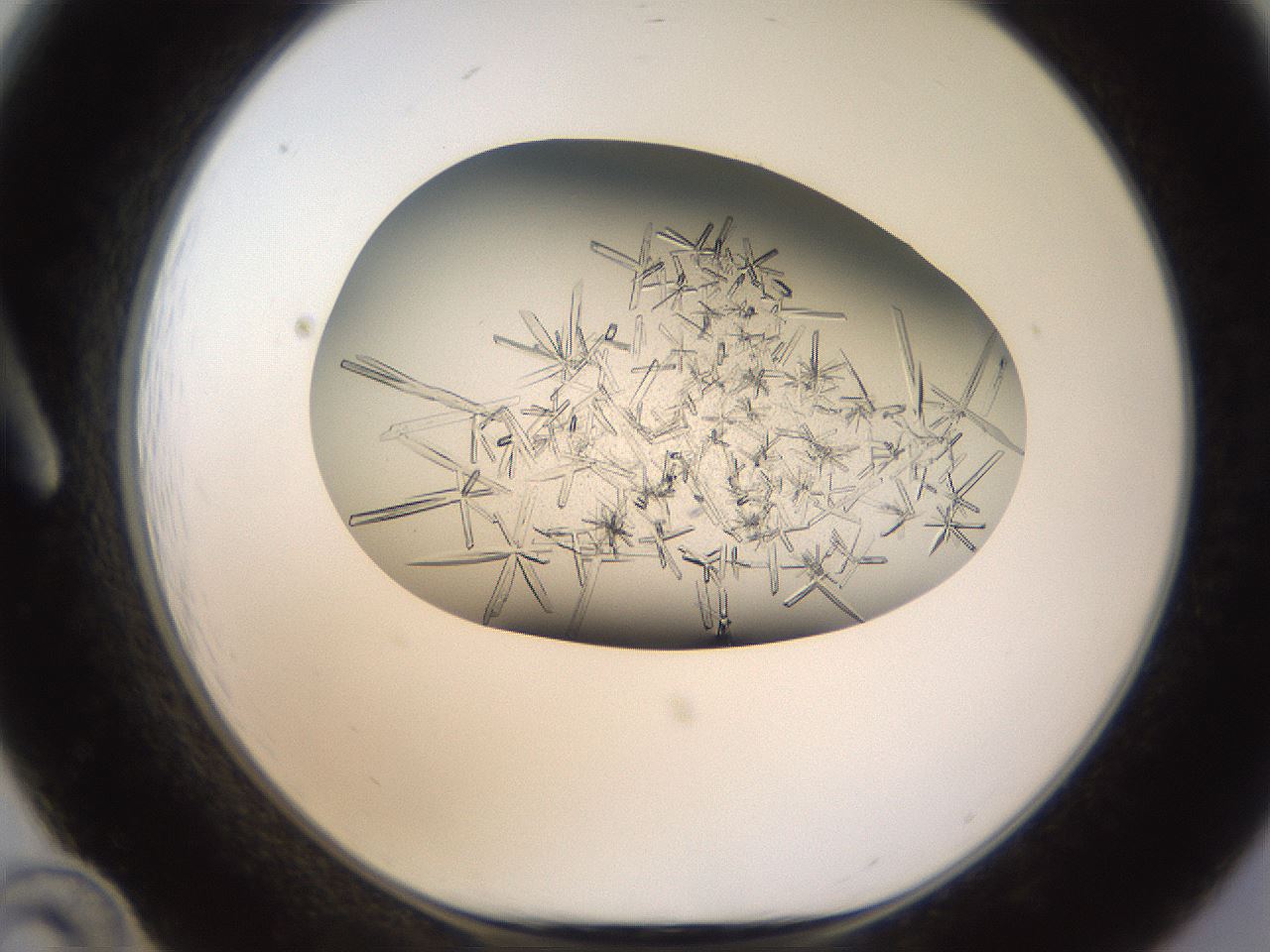 folderID710_plateID1710_batchID7060_wellNum12_profileID1_d1_r113613_ef.jpg