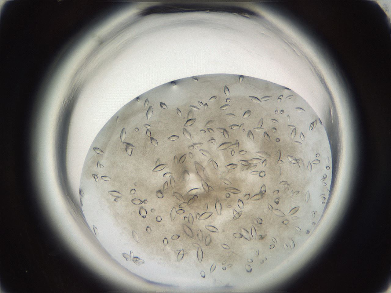 folderID696_plateID1696_batchID7027_wellNum10_profileID1_d1_r112577_ef.jpg