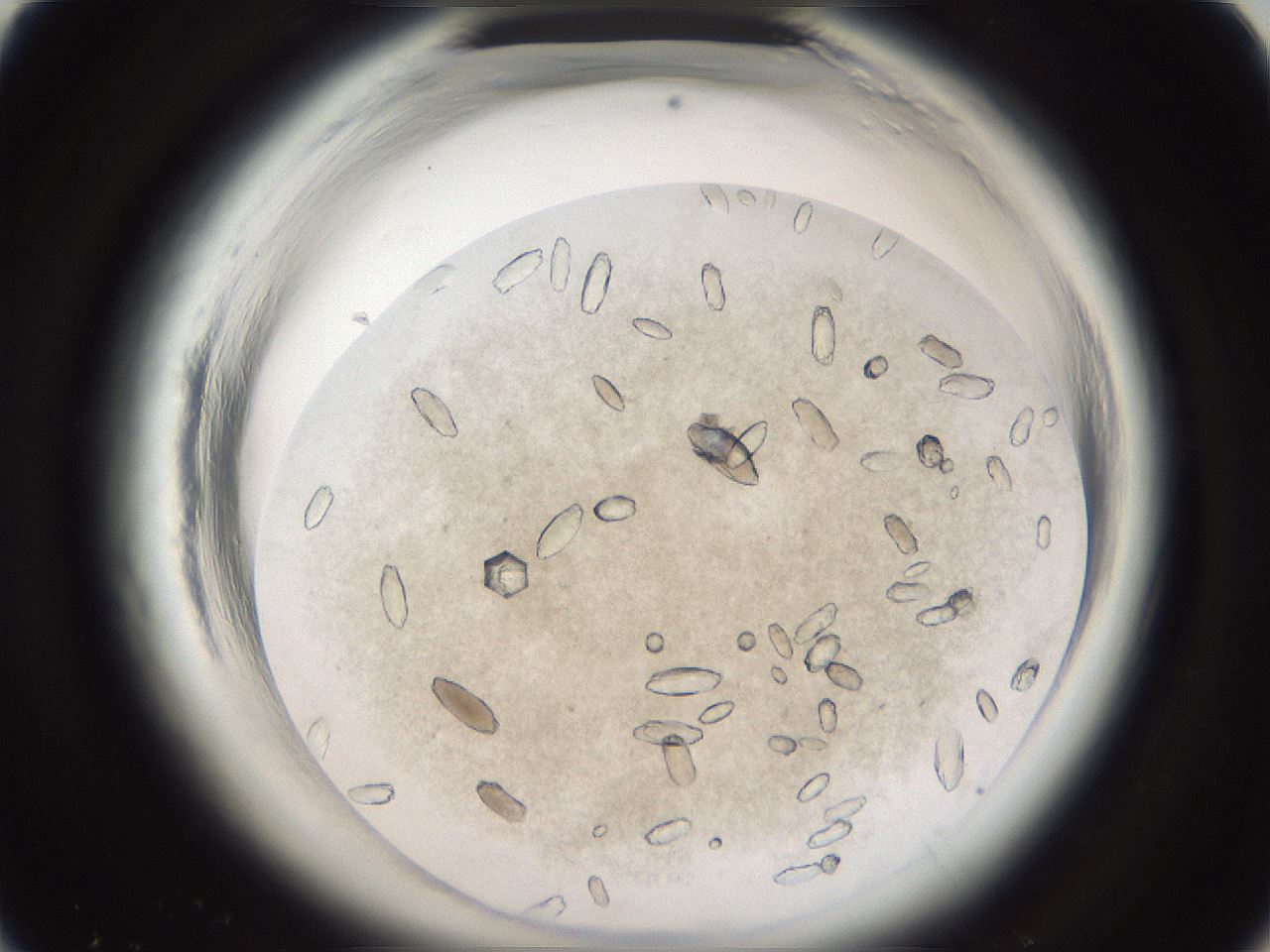 folderID699_plateID1699_batchID7058_wellNum20_profileID1_d1_r113012_ef.jpg