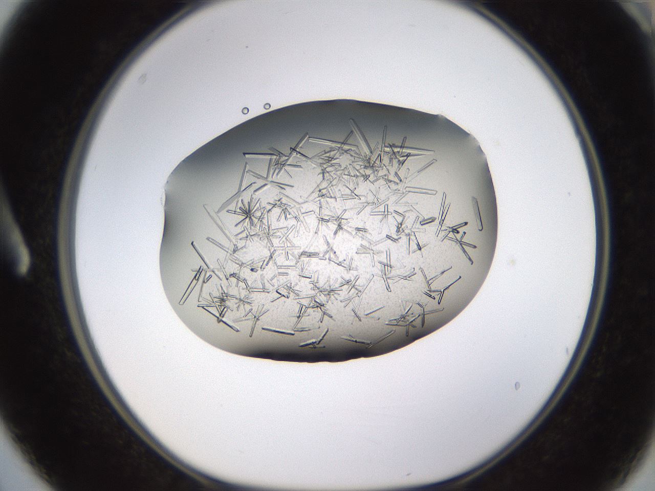 folderID710_plateID1710_batchID7074_wellNum3_profileID1_d1_r113604_ef.jpg