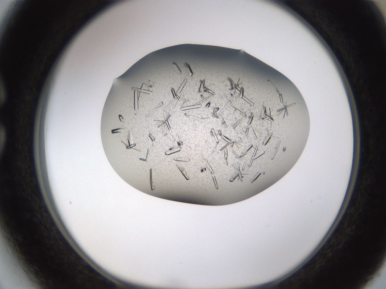 folderID710_plateID1710_batchID7291_wellNum27_profileID1_d1_r113628_ef.jpg