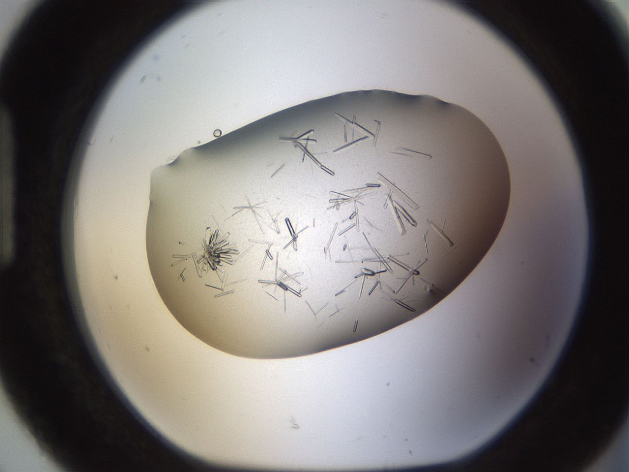 folderID710_plateID1710_batchID7291_wellNum92_profileID1_d1_r113693_ef.jpg