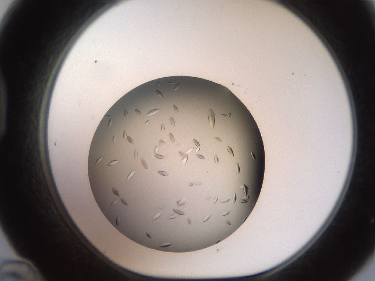 folderID736_plateID1736_batchID7206_wellNum48_profileID1_d1_r115730_ef.jpg