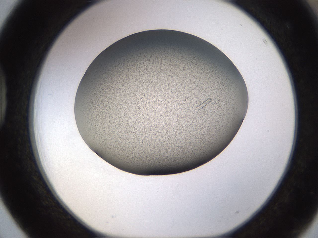 folderID741_plateID1741_batchID7265_wellNum39_profileID1_d1_r115529_ef.jpg