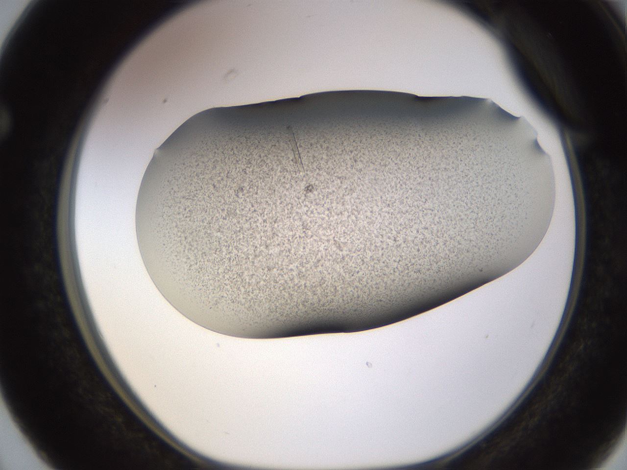 folderID741_plateID1741_batchID7338_wellNum63_profileID1_d1_r115553_ef.jpg