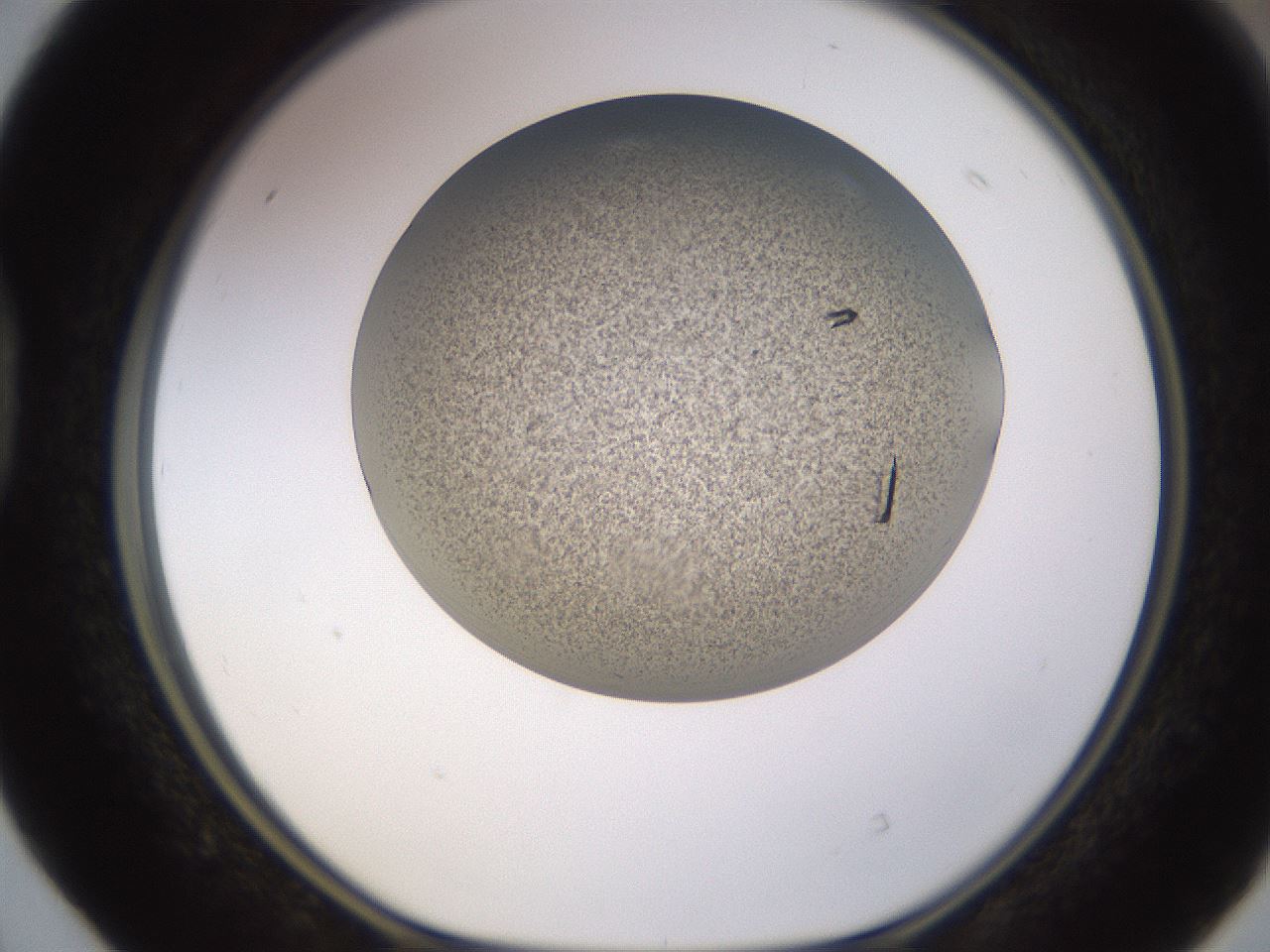 folderID741_plateID1741_batchID7454_wellNum40_profileID1_d1_r115530_ef.jpg