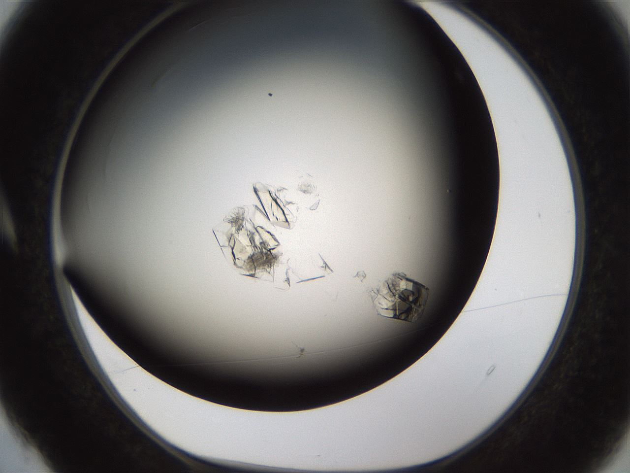 folderID753_plateID1753_batchID7404_wellNum4_profileID1_d1_r117153_ef.jpg