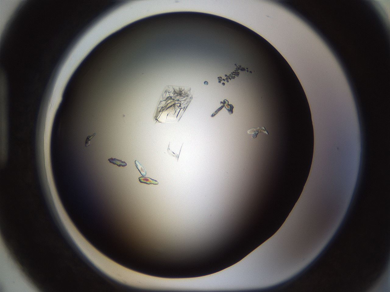 folderID754_plateID1754_batchID7405_wellNum91_profileID1_d1_r117336_ef.jpg