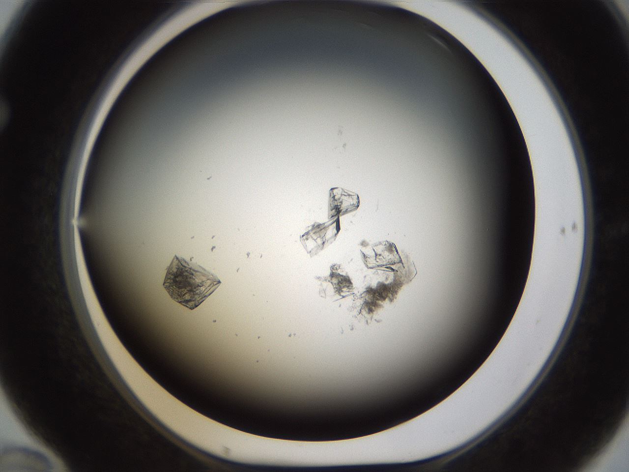 folderID754_plateID1754_batchID7589_wellNum70_profileID1_d1_r117315_ef.jpg
