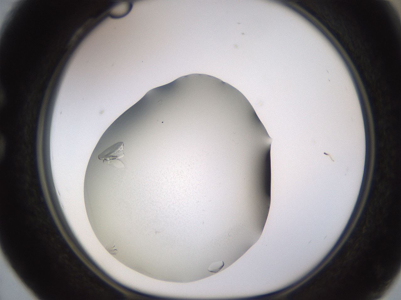 folderID759_plateID2759_batchID14101_wellNum28_profileID1_d1_r227556_ef.jpg