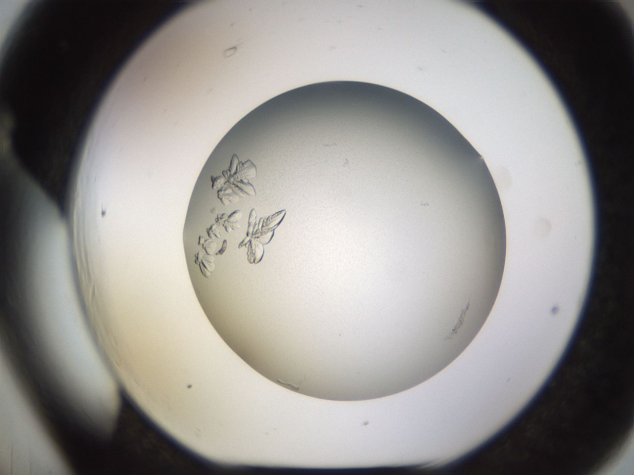 folderID759_plateID2759_batchID14148_wellNum66_profileID1_d1_r227594_ef.jpg