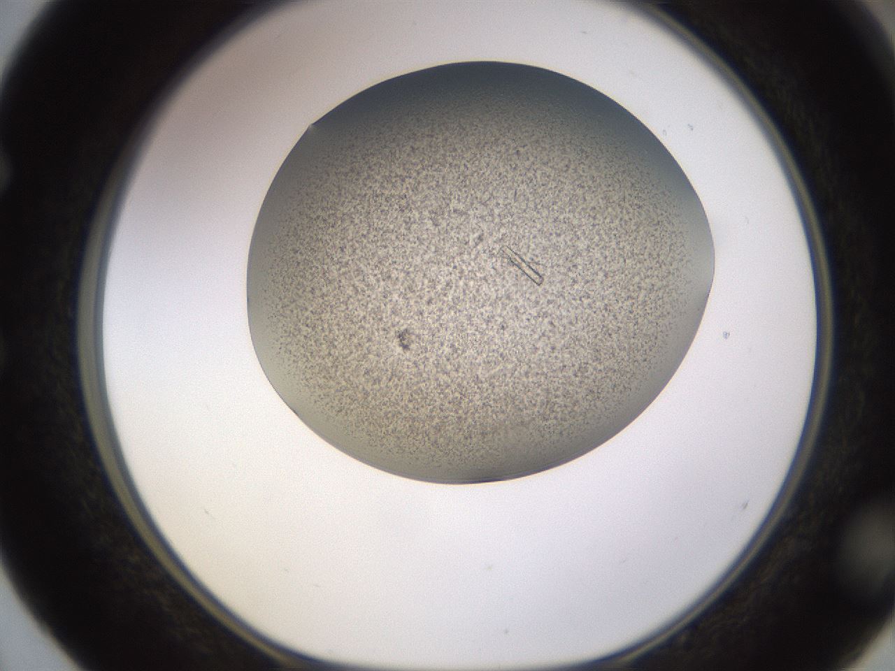 folderID741_plateID1741_batchID7454_wellNum52_profileID1_d1_r115542_ef.jpg