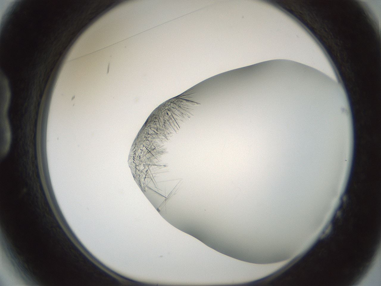 folderID850_plateID2850_batchID15440_wellNum14_profileID1_d1_r232933_ef.jpg
