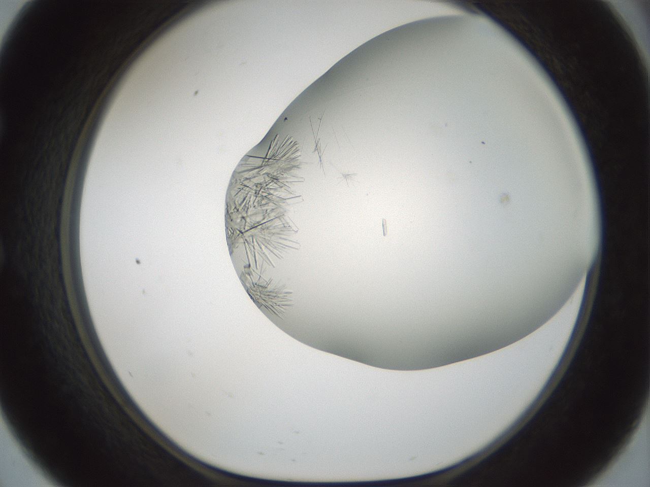 folderID850_plateID2850_batchID15440_wellNum57_profileID1_d1_r232976_ef.jpg