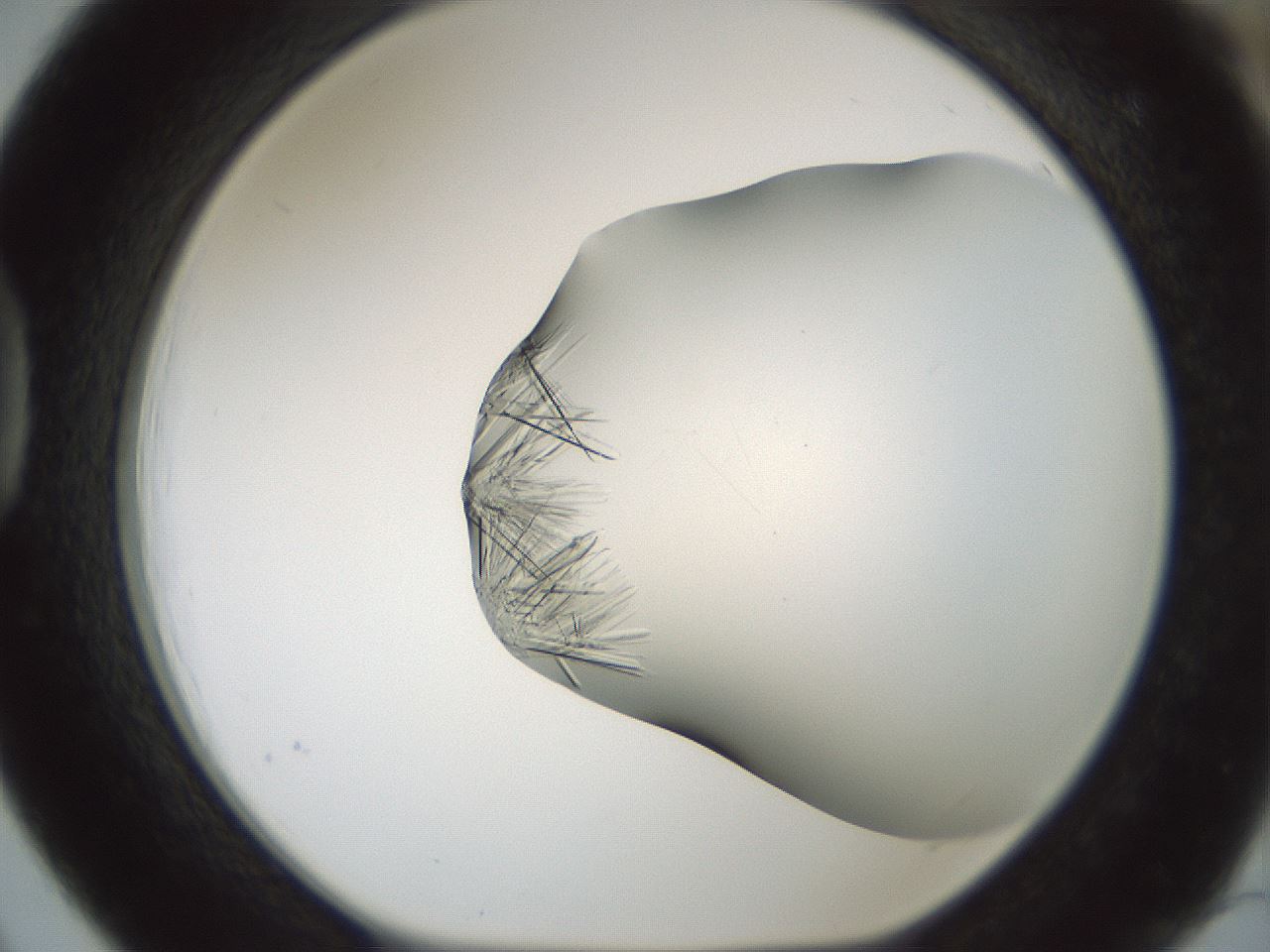 folderID850_plateID2850_batchID15899_wellNum39_profileID1_d1_r232958_ef.jpg