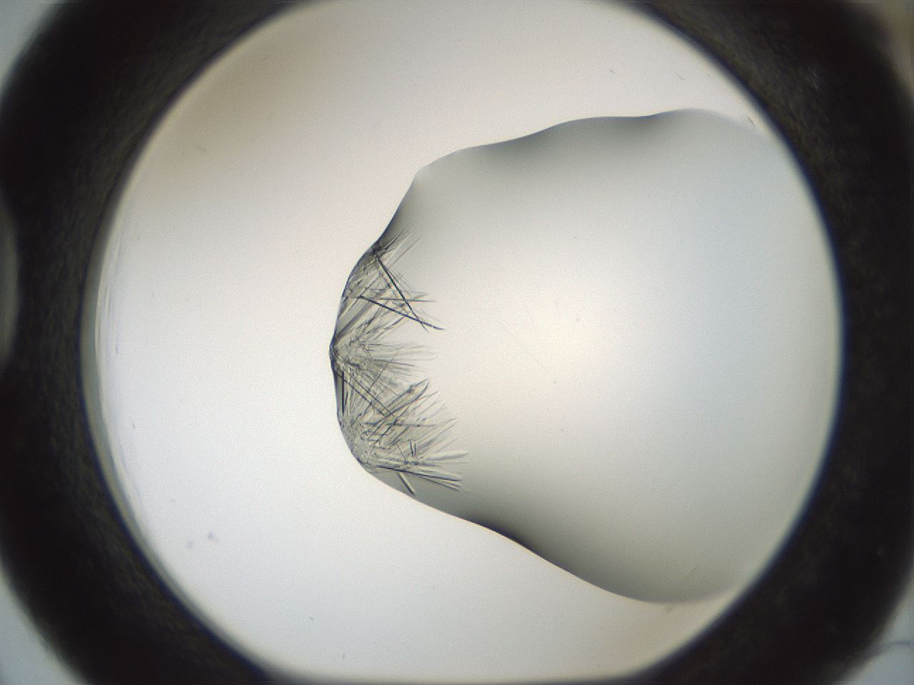 folderID850_plateID2850_batchID16326_wellNum39_profileID1_d1_r232958_ef.jpg