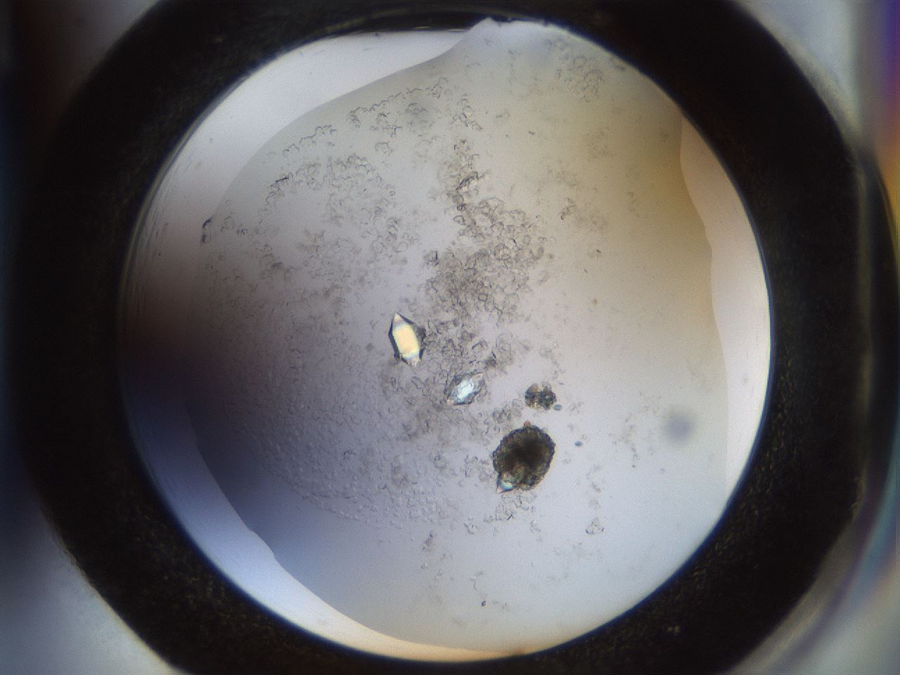 folderID857_plateID857_batchID993_wellNum85_profileID1_d2_r30904_ef.jpg