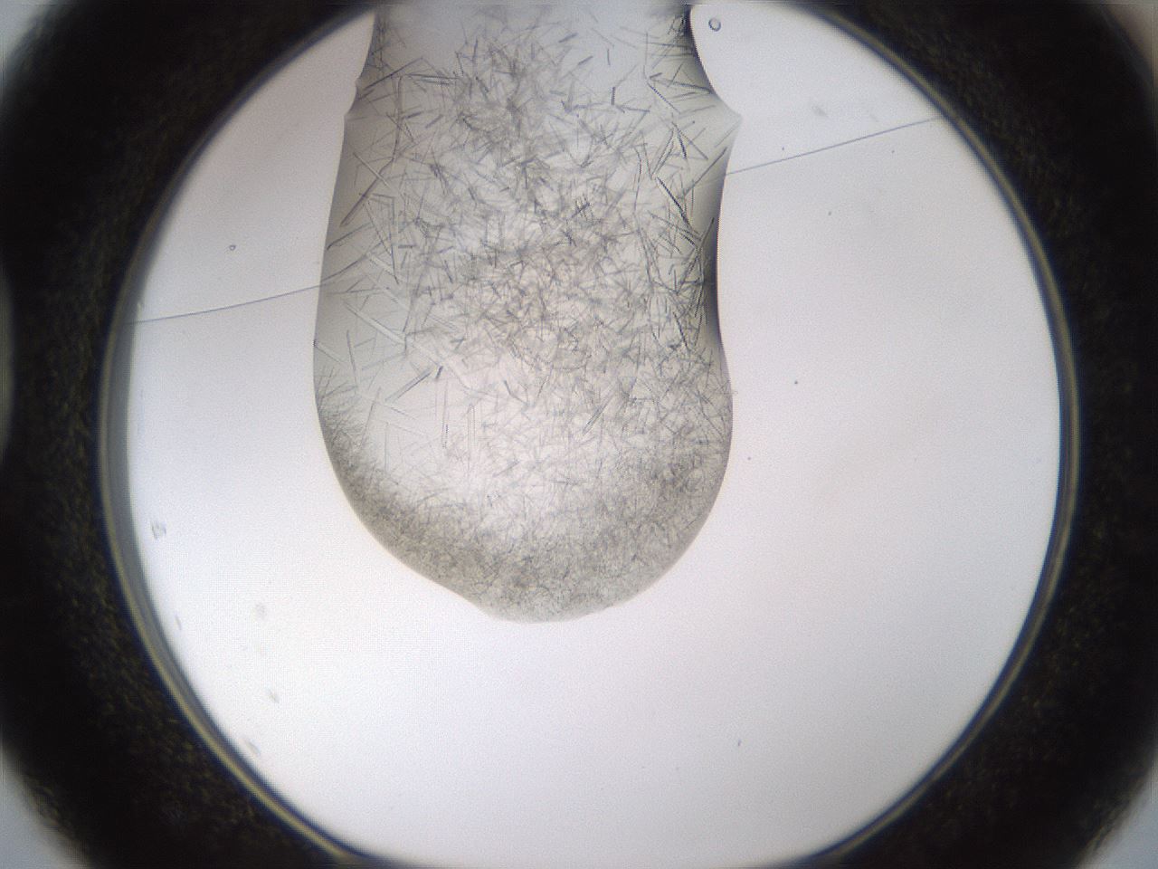 folderID894_plateID2894_batchID15784_wellNum37_profileID1_d1_r242580_ef.jpg