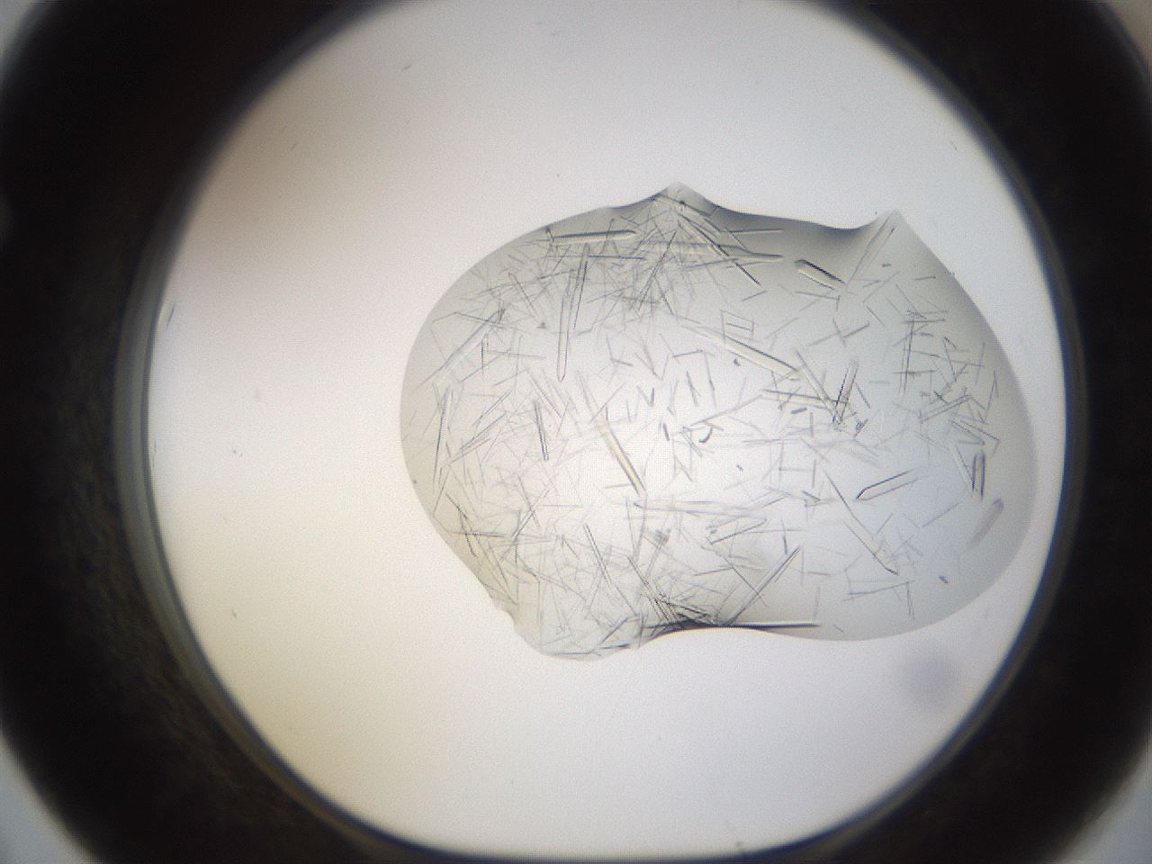 folderID894_plateID2894_batchID15993_wellNum67_profileID1_d1_r242610_ef.jpg