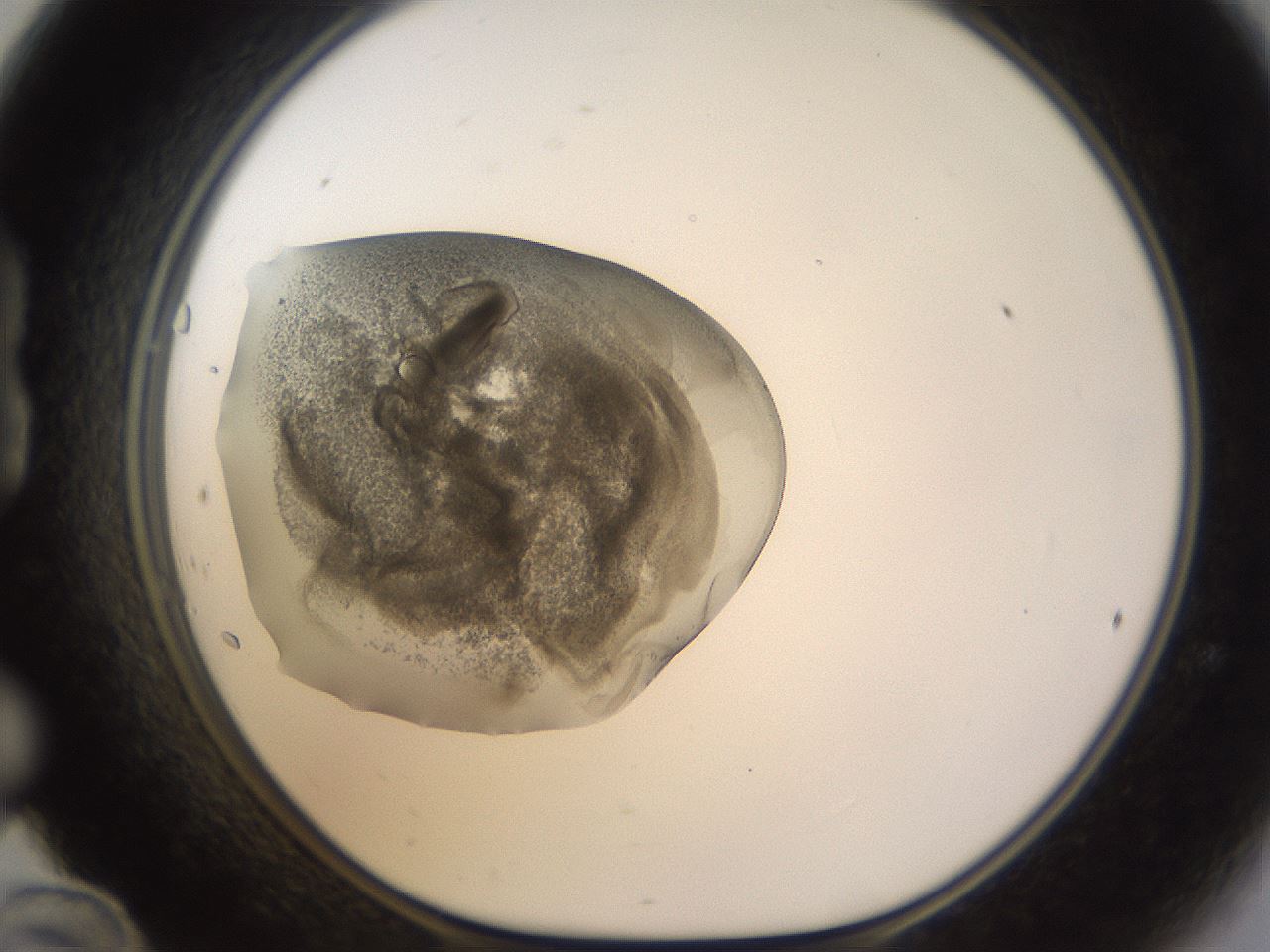 folderID895_plateID2895_batchID15802_wellNum24_profileID1_d1_r242663_ef.jpg