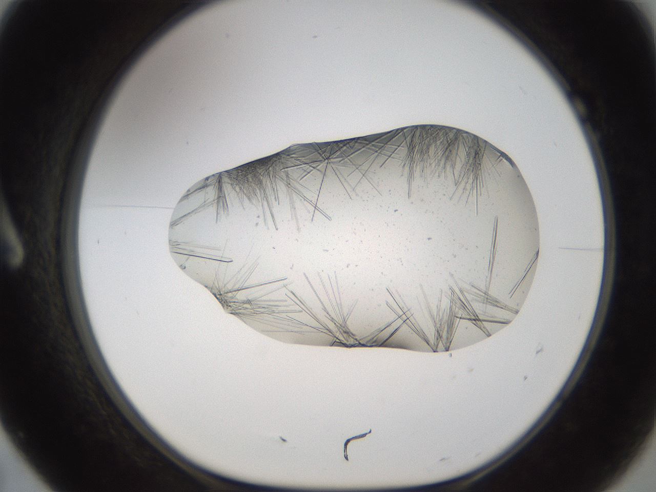 folderID895_plateID2895_batchID17734_wellNum7_profileID1_d1_r242646_ef.jpg