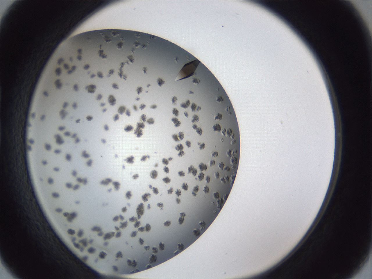 folderID899_plateID1899_batchID8060_wellNum16_profileID1_d1_r126971_ef.jpg