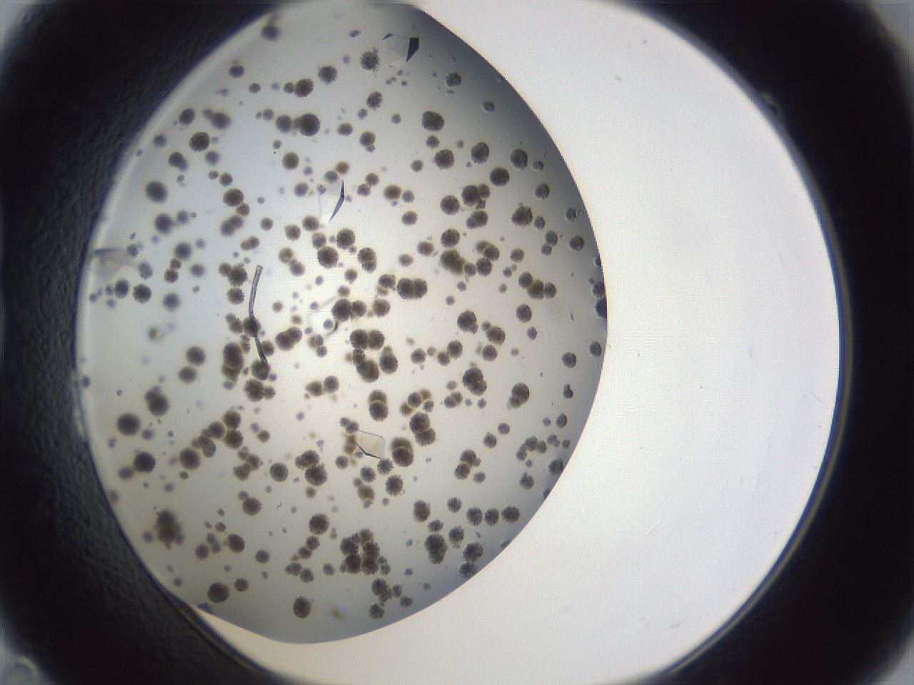 folderID899_plateID1899_batchID8096_wellNum23_profileID1_d1_r126978_ef.jpg