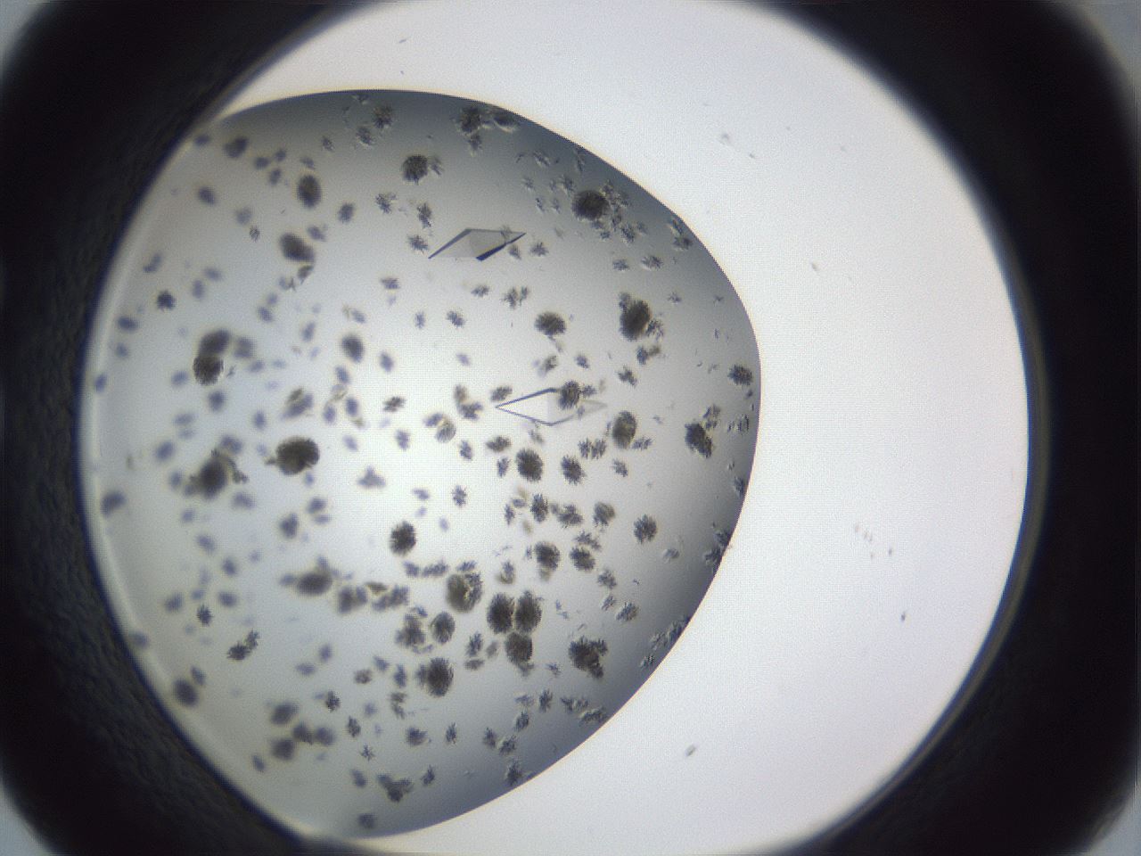 folderID899_plateID1899_batchID8096_wellNum29_profileID1_d1_r126984_ef.jpg