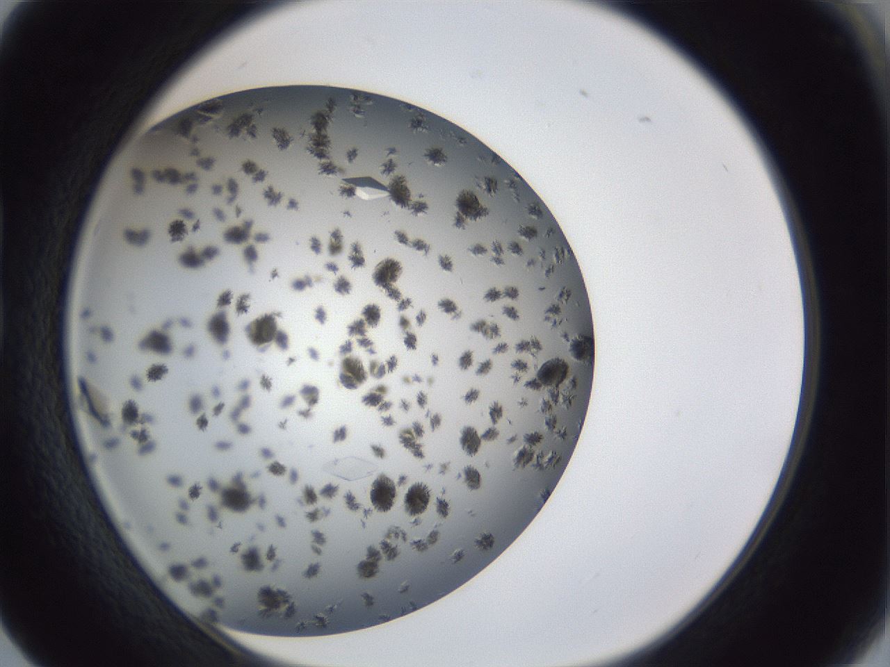 folderID899_plateID1899_batchID8105_wellNum17_profileID1_d1_r126972_ef.jpg
