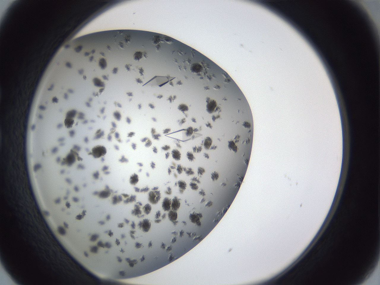 folderID899_plateID1899_batchID8105_wellNum29_profileID1_d1_r126984_ef.jpg