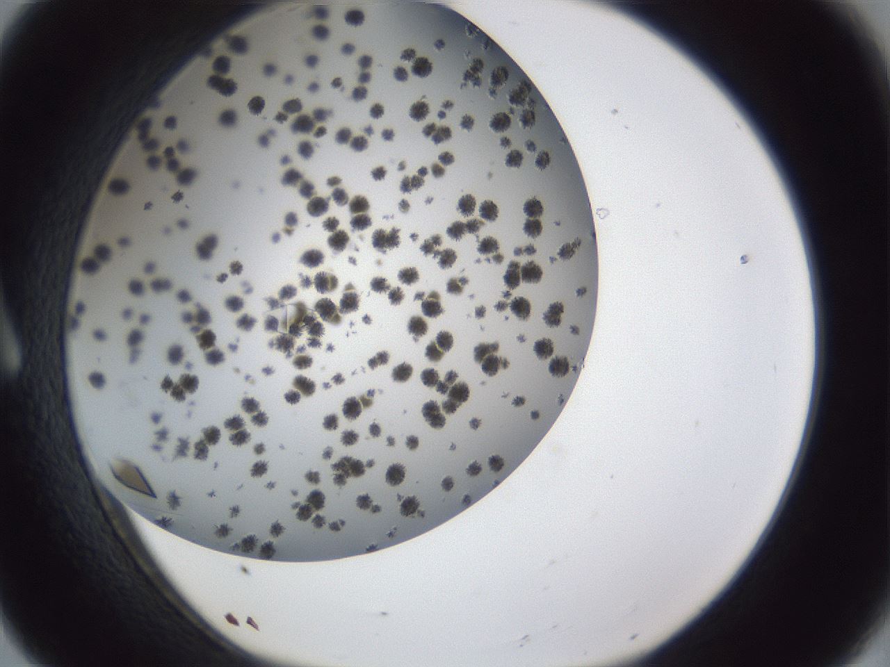 folderID899_plateID1899_batchID8107_wellNum8_profileID1_d1_r126963_ef.jpg