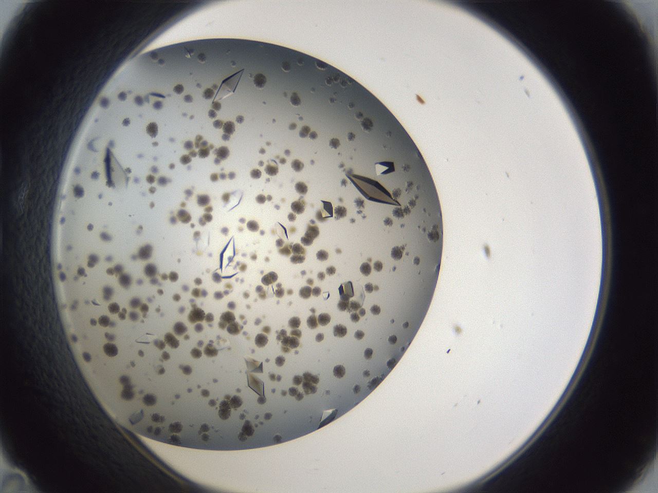 folderID899_plateID1899_batchID8110_wellNum35_profileID1_d1_r126990_ef.jpg