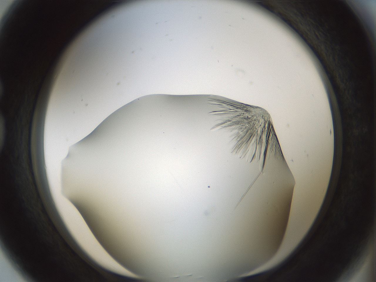 folderID850_plateID2850_batchID16326_wellNum80_profileID1_d1_r232999_ef.jpg