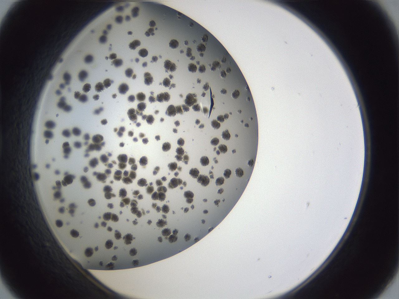 folderID899_plateID1899_batchID8107_wellNum21_profileID1_d1_r126976_ef.jpg