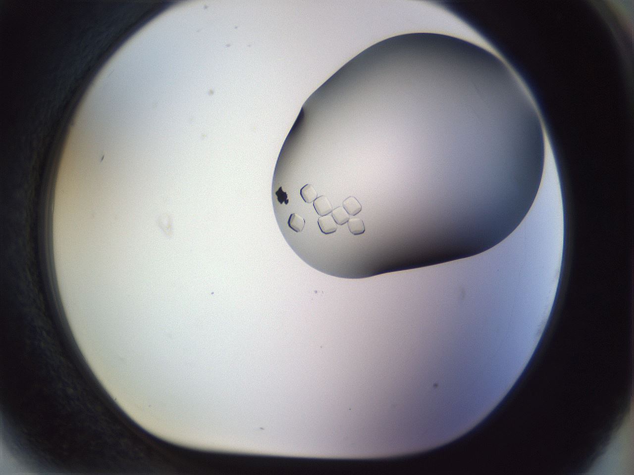 folderID960_plateID1960_batchID8600_wellNum81_profileID1_d1_r131190_ef.jpg