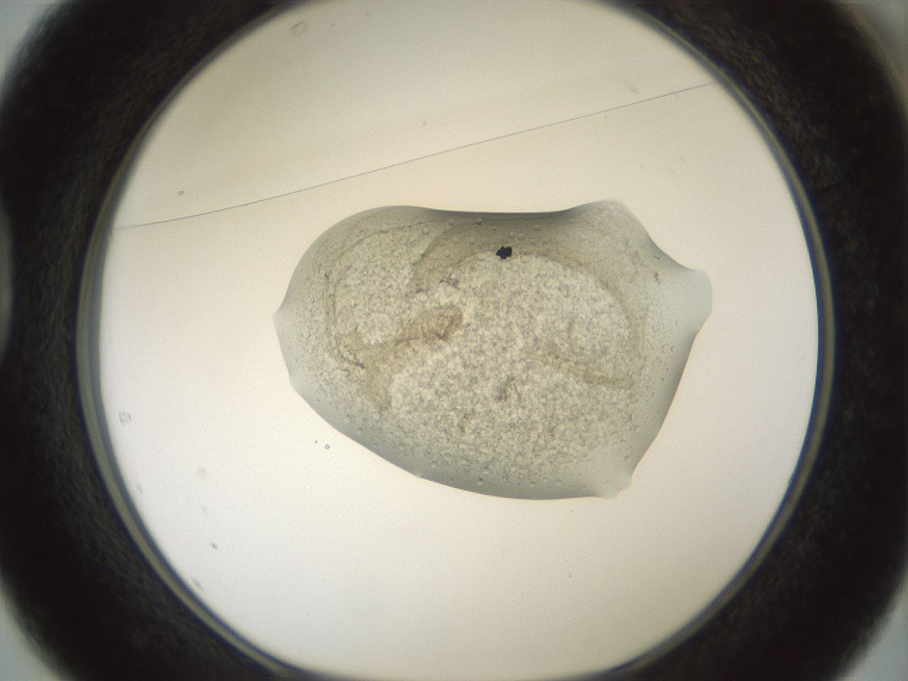 folderID100_plateID3100_batchID18819_wellNum37_profileID1_d1_r260685_ef.jpg