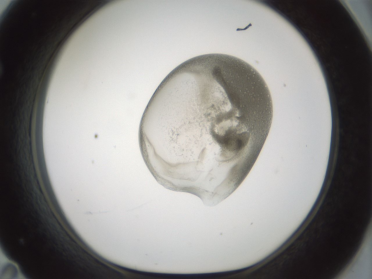 folderID100_plateID3100_batchID19281_wellNum71_profileID1_d1_r260719_ef.jpg