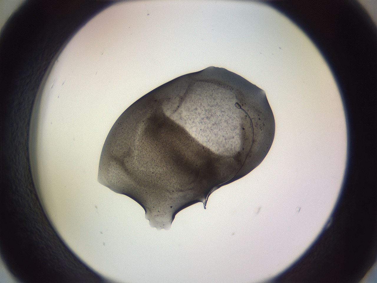folderID104_plateID3104_batchID18829_wellNum52_profileID1_d2_r262480_ef.jpg