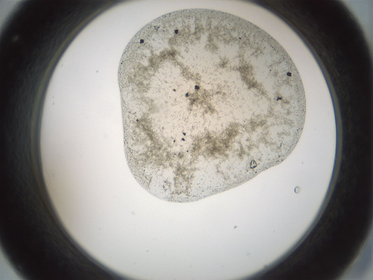 folderID106_plateID3106_batchID17238_wellNum32_profileID1_d2_r263400_ef.jpg